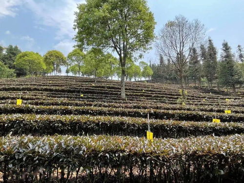 媒体茶山行 今日头条 报道丨勐海深山藏着的万亩茶园,紫娟一种就500亩