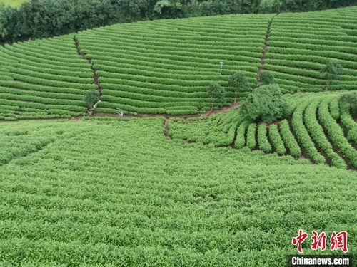 一片叶子 的跋山涉水 四省五县的致富传奇