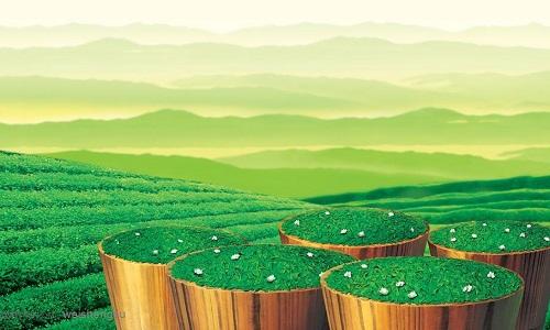 茶叶的栽培种丨茶叶植物