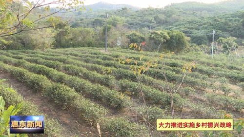 平山碧山村 特色茶叶种植 助力乡村振兴发展