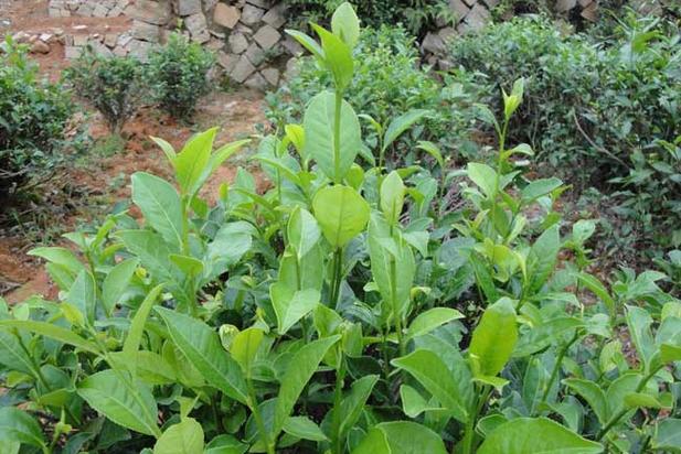 茶树栽植时有2种方法,分别为茶籽直播和茶苗移栽,茶叶种植户可以根据