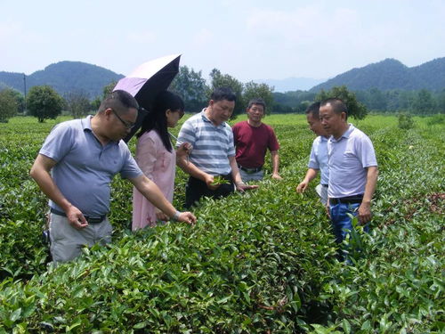 新型农民创新创业培训来了 茶叶种植技术免费学