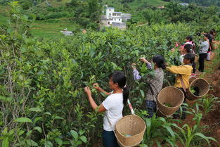 云县茶叶合作社架起茶农致富桥