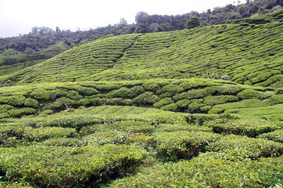 马来西亚山上的茶叶种植园