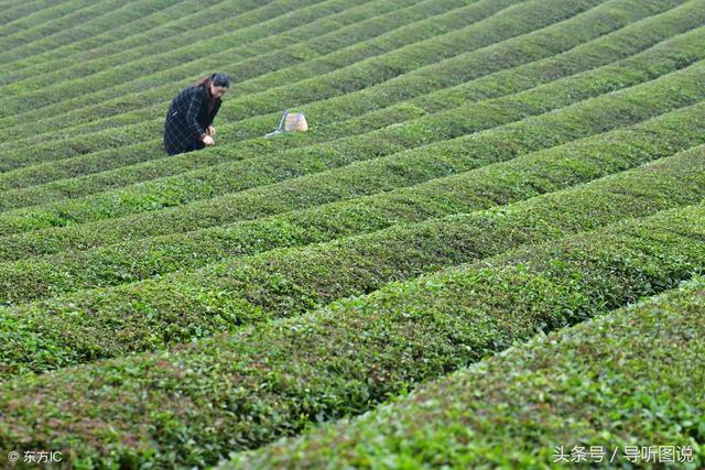 凤冈锌硒茶是我国目前查明的同时含有锌硒两种微量元素的茶叶,凤冈县