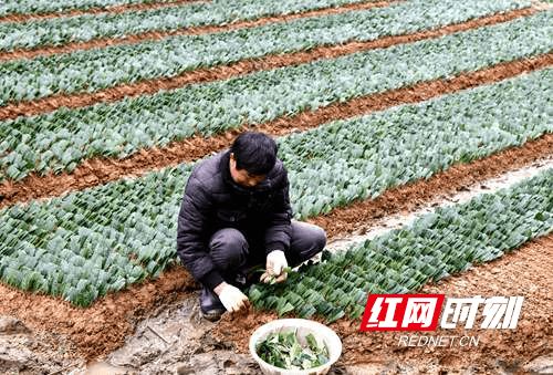 隆回金石桥镇 一片茶叶富百姓