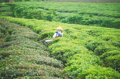 种植精管细管茶叶高产高质