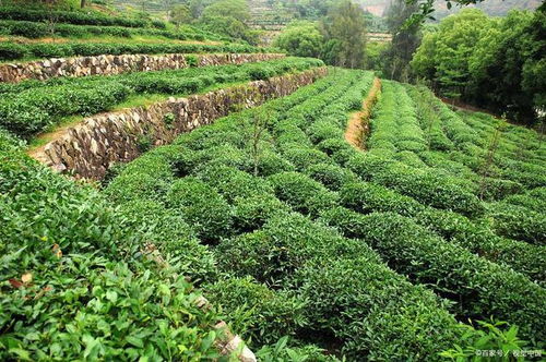 你知道茶有多少种分类吗