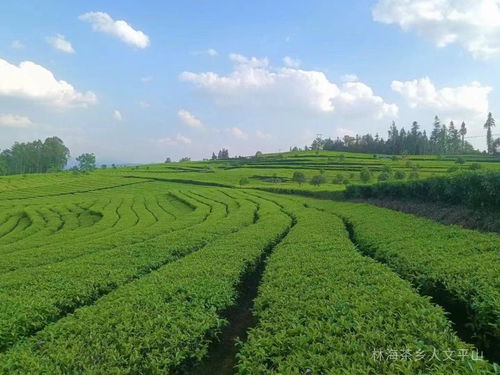 平山乡 一片茶,绘就绿色富民新画卷