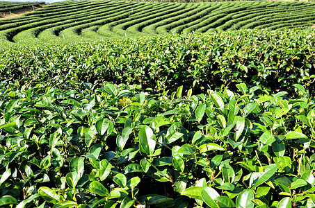 马来西亚卡梅隆高地茶田茶田农业种植园风景场地茶叶绿色茶树园景农场植物