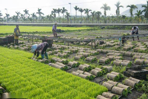 海南琼海 秧苗工厂 助力早稻种植