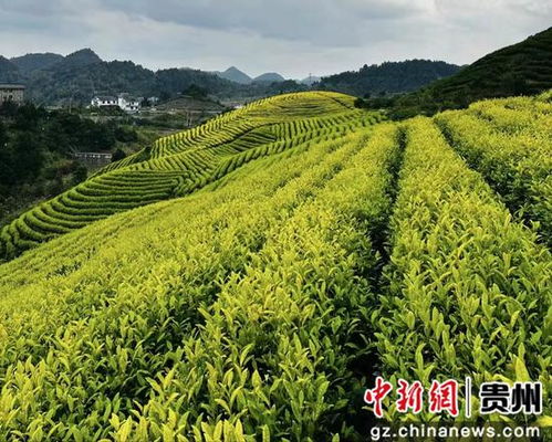 贵州惠水苗咕噜茶场 一片叶子 铺出振兴之路