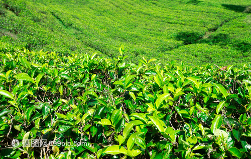 茶叶种植园自然背景