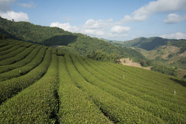 泰国清迈前沙龙茶种植园