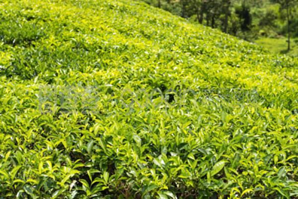 锡龙茶的绿色种植