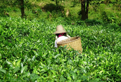 怎么种植茶苗?茶苗种植方法