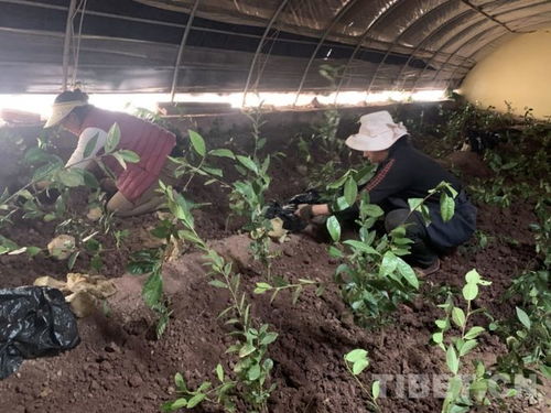 西藏昌都市高原生态茶种植技术集成与示范推广项目正式启动