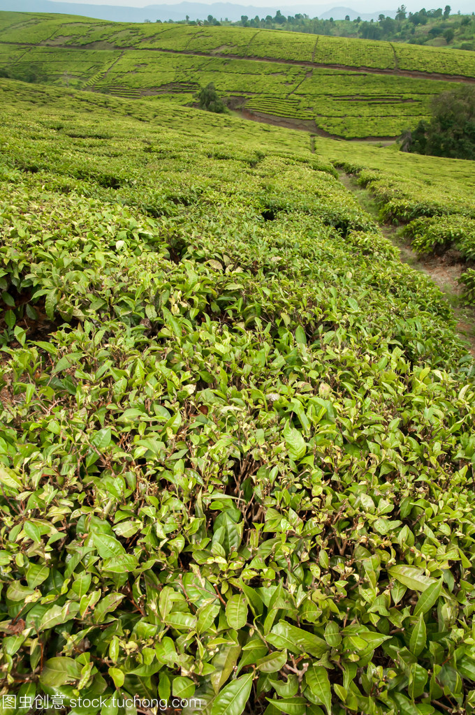 茶叶种植园