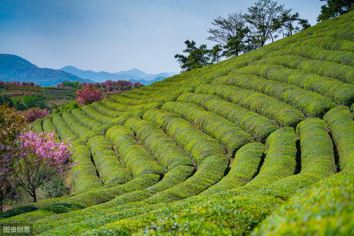 怎样才能种出高产优质的茶叶 掌握以下4点,助茶农增收5成以上