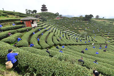 茶叶富侗乡