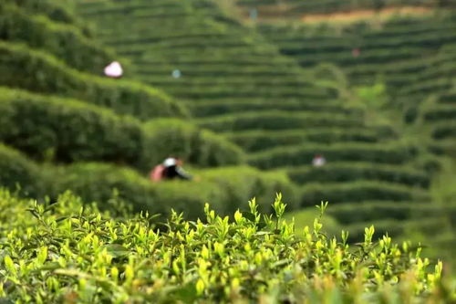 云端的都匀毛尖茶,甘蔗般香甜,回甘绵绵,口粮价喝大师茶