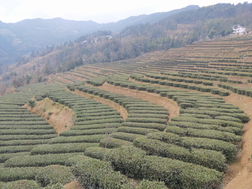 茶叶种植