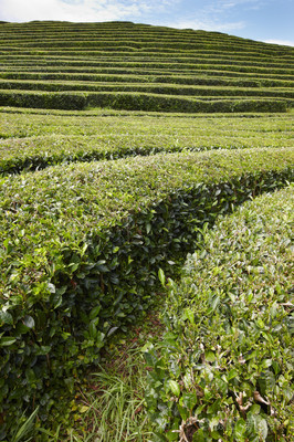 传统的茶叶种植园在骚 Miguel,亚速尔群岛。葡萄牙