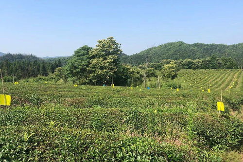 2019年云南省茶叶有机产品认证证书量和种植面积全国第一