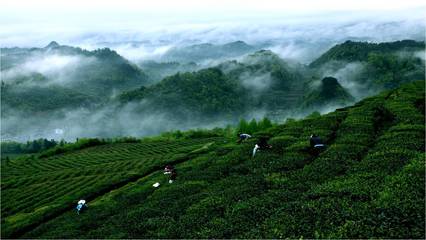 丝绸之路引领黔茶出山,贵定云雾贡茶落脚丝路起点