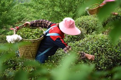 四面绿针茶叶