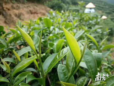 让蜜茶飘香鹏城!深圳帮扶紫金消费扶贫活动现场签订5000斤茶叶采购意向书