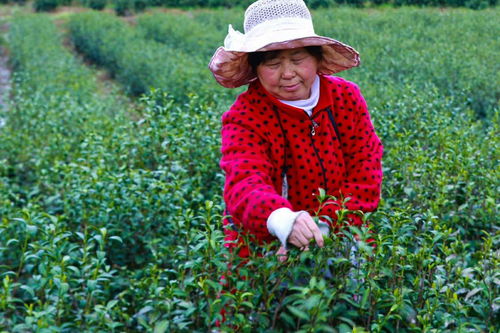 光山 种植茶叶富全村