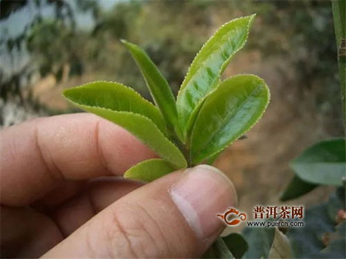 彩农茶 倚邦小叶种