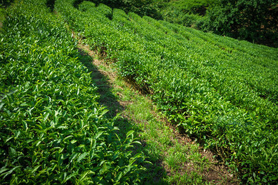 茶叶种植