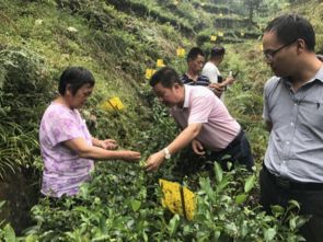 清新区坑口村 开展茶叶种植培训 全力打造 一村一品