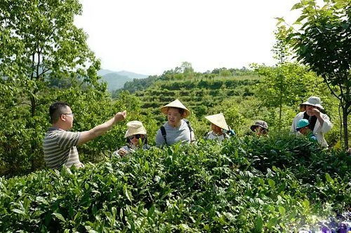 西乡茶叶种植面积