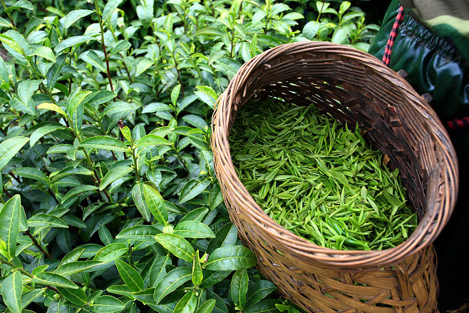 茶叶茶具种植园素材