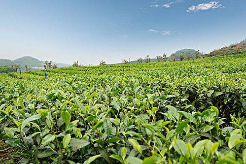 茶叶种植技术 秋季管理很重要,做好这五点,来年产量更高