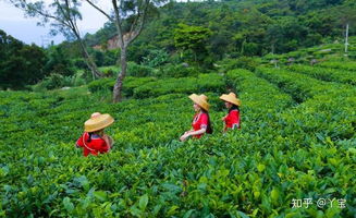 茶文化系列专题 三 茶文化的特性