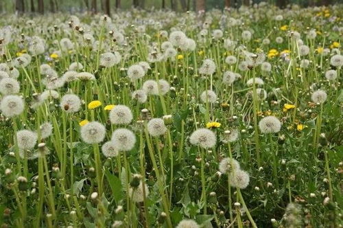 蒲公英种植及花茶系列产品加工项目可行性研究报告申请备案书