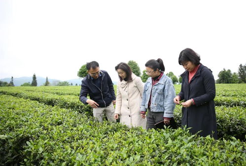 遵台经济合作高质量发展调研组到凤冈调研