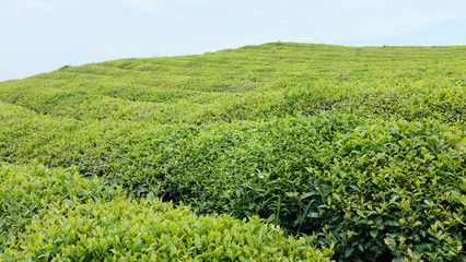 茶叶种植园