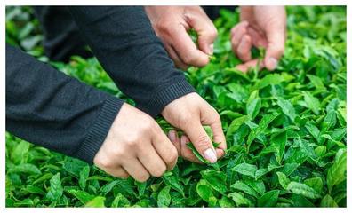 揭秘种茶叶如何创造财富奇迹?视频解析茶叶种植与市场价值