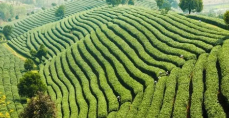 智能灌溉在茶叶种植中的应用