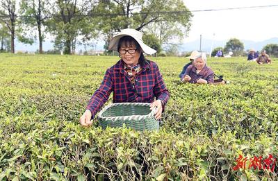 春季采茶季:忙碌的茶叶采摘时刻