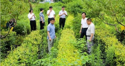 黄金芽茶种植