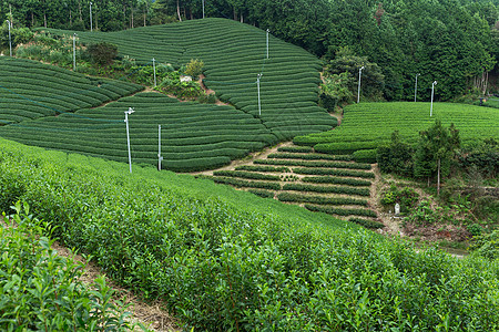 茶叶树