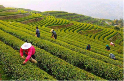 黄金茶的种植前景