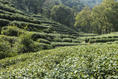 龙井茶