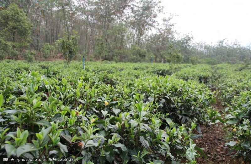 茶叶种植基地图片素材